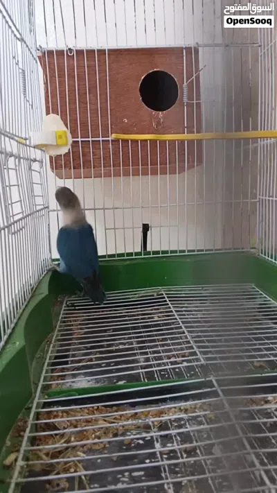 متاح نتايه بلو ربي يبارك 4