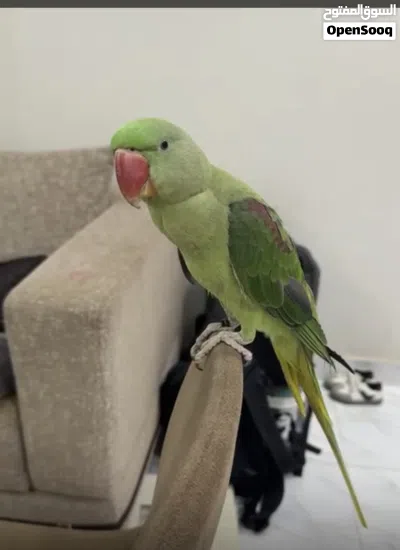ببغاء درة نيبالي 3