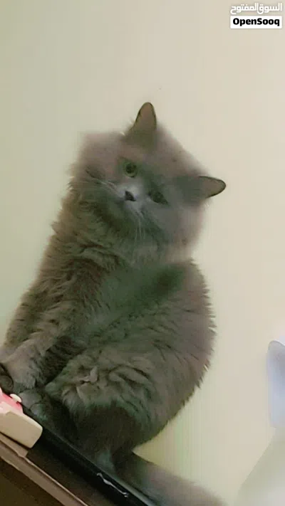 Premium Quality British & Himalayan Persian Cats Pair for Sale (with Pet Passports) 3