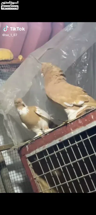 كوبيا شقلاب 3