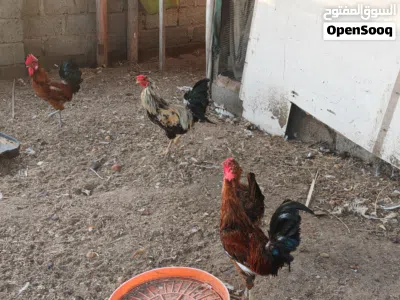 دجاج للبيع ذكور بسعر خيالي 4