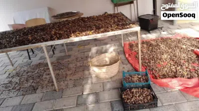 تمر نغال محقب(جريجرو) جديد جوده 3