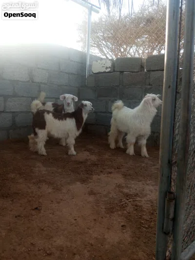 3 صخلات للبيع 3