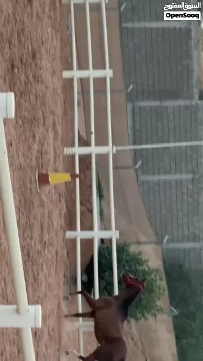 فرس جميلة سكول 3