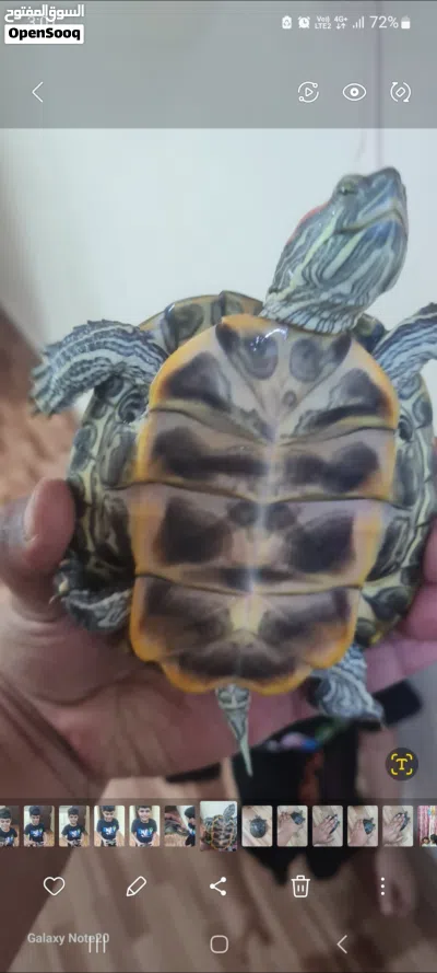 red eared turle for sale 2