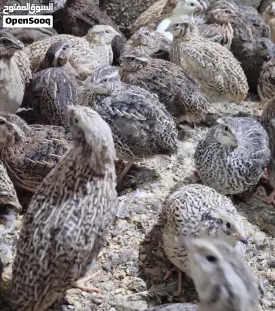 دجاج سمان للبيض والذبح طازج واحجام كبار 2