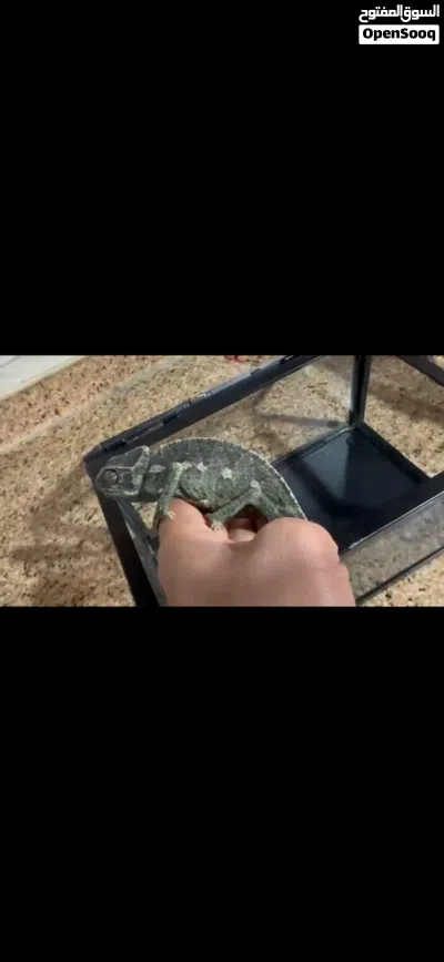 متوفر سلاحف حرباي النوع هندي مستورد. اليفه متوفر احجام بيبي بحجم عقله الاصبع متوفر مستوورد هندي 2