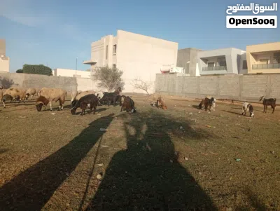 معيز للبيع 3