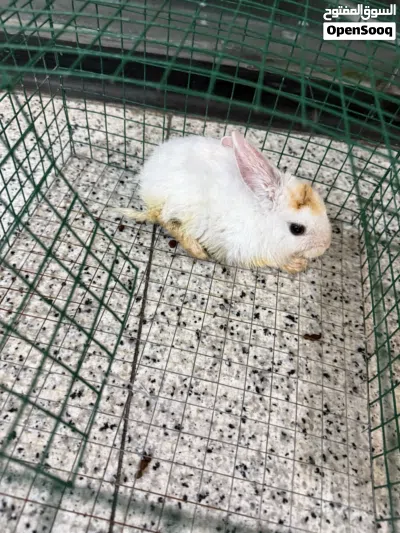 للبيع ارنب مع القفص 3