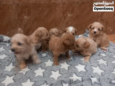 maltipoo is a mix breed which is Maltese and poodle. 4