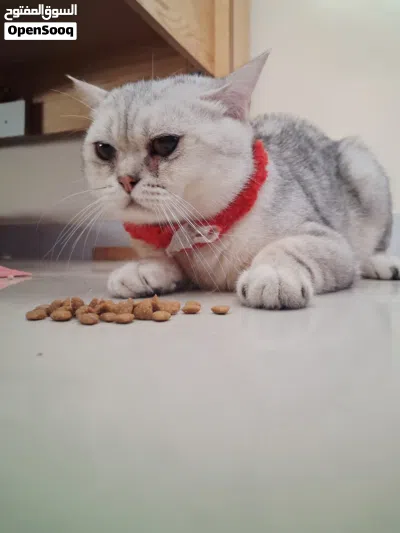 Cute Scottish Cat ! Vaccinated and free Cage! Passport Also. Male Cat white cute 2