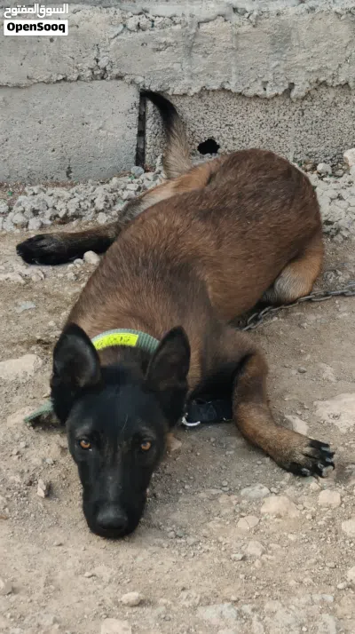 Malinois mâle Charbonnier 4