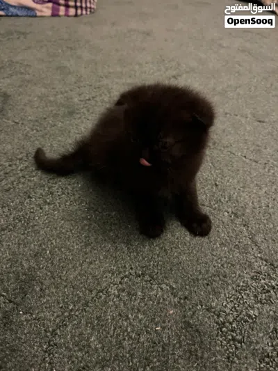 Sweet & Playful black cinnamon Scottish-British short hair Kitten Looking for a for a forever home 3