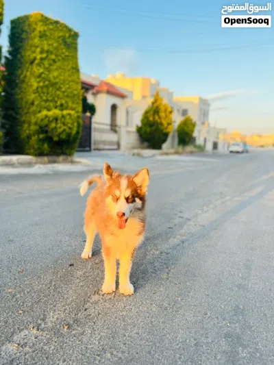 هاسكي مالموت للبدل ع15 برو 3