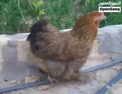 كوبية فروج ودجاجة براهيمي 2
