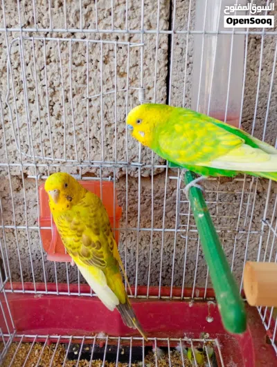 الله يبارك كوبيا بقلينو مصوقره 4