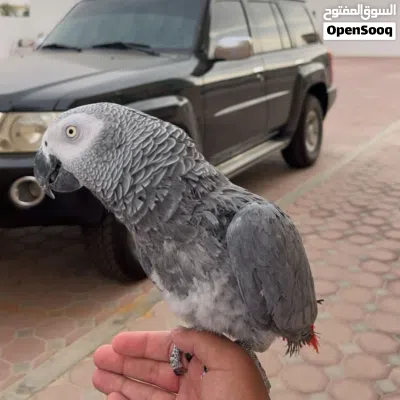 undefined 4