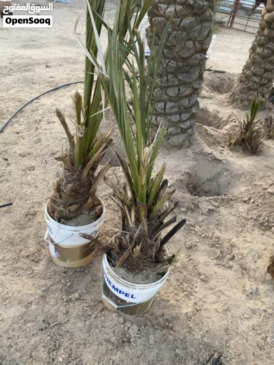 اطباق شتلات بلوبنك 4