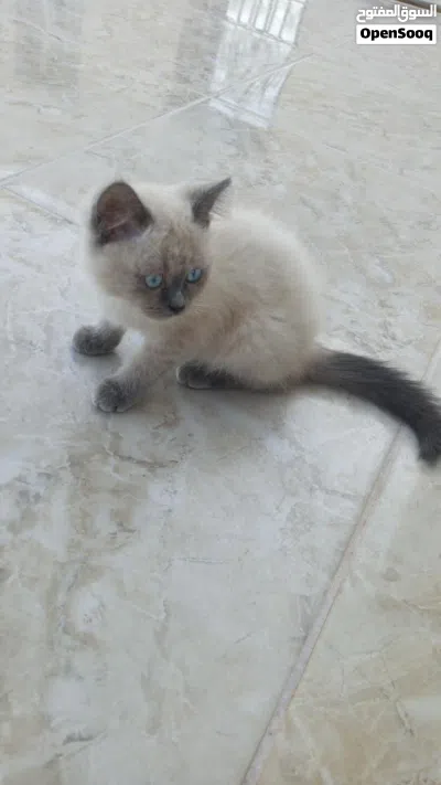 قطة هملايا للبيع بصحة جيدة 3
