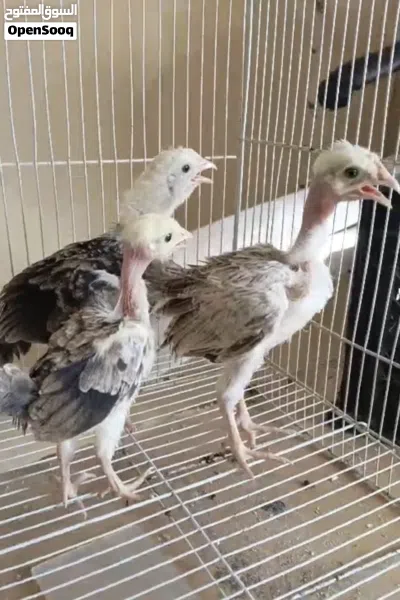 دجاجتين وديج ابو ركيبه دندراوي فاتح العمر شهر 3
