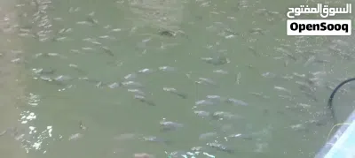 سمك البلطي الحي للبيع 3