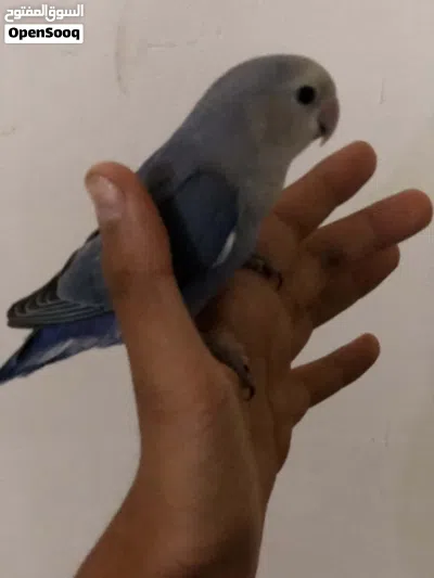 سلام عليكم عندنه برقدلو روز مروض فل داخلي بس ودرجه اولا ربي يبارك 4