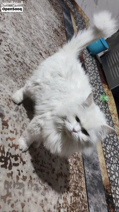 قط شيرازي اصلي للتبني 3