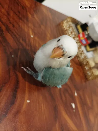1 month old Rosè parrot for sale 2