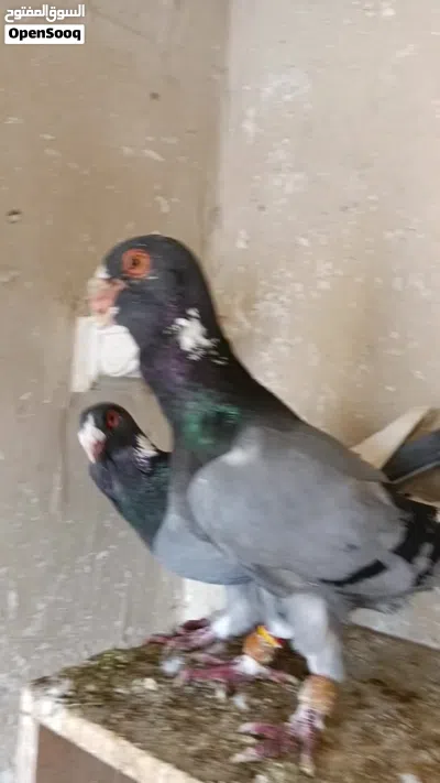 جوز نخب اول شغالات 2