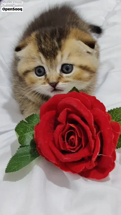 قطط مميزه من سلالات راقيه 2