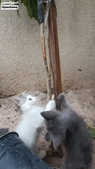 قط شيرازي عمر شهرين 2