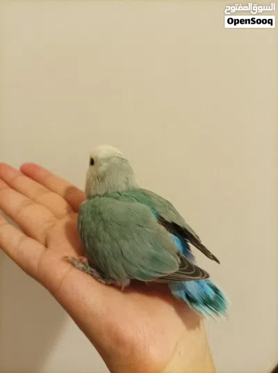 1 month old Rosè parrot for sale 4