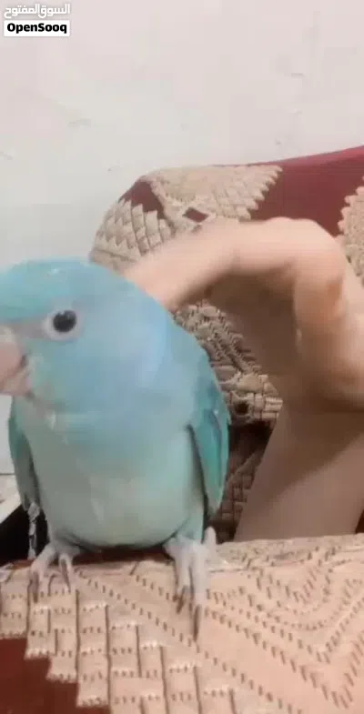 ببغاء دره للبيع 4
