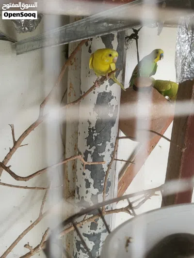 بيع بادجي ب2 2