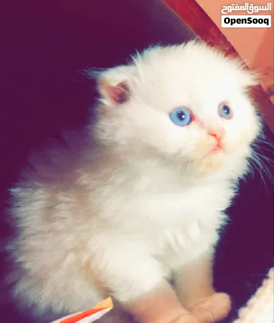 سكوتش فولد لونق هير 2