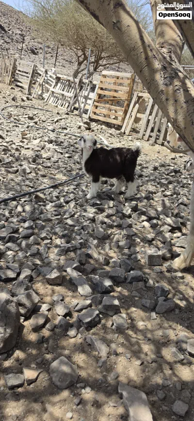 جدي سمين للبيع 2