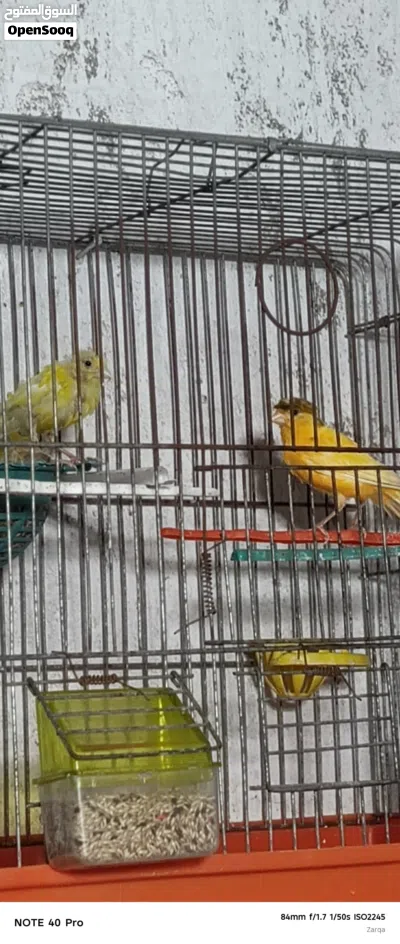 جوز كنار مع فحل جوز معه ثلاث بيضات 2