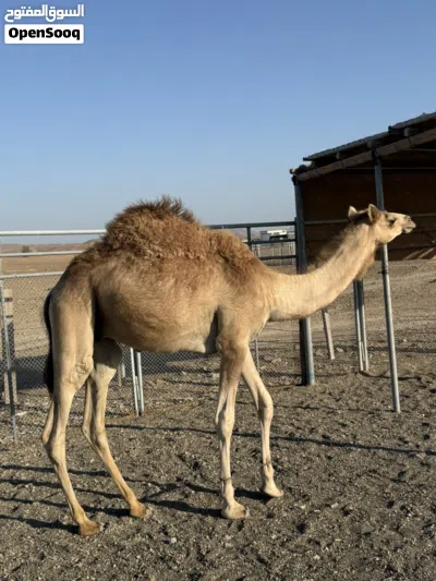 للبيع جعود عماني محلي 2