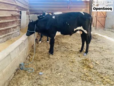 عجل سمين وحلو معلوف براسه طحين سعره 2,350 الف مكاني بصره شط ألعرب الكباسي 2