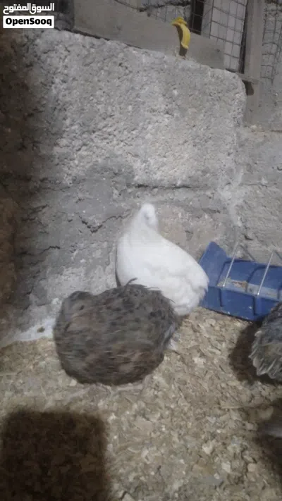 طيور سمان جامبو وسوبر جامبو أعلى جودة 2
