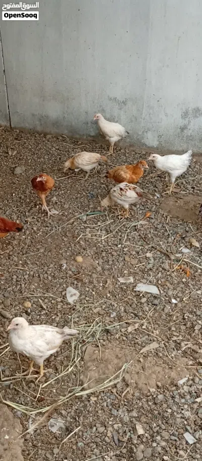 صيصان فرنسي للبيع 3