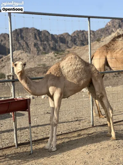 للبيع قعود عمره 6 شهور 3