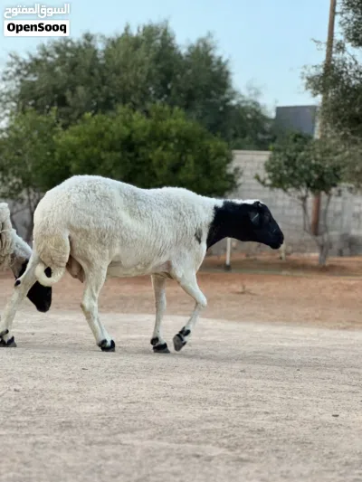نعجه متاومه تحتها زوز خرفان ربي يبارك 2
