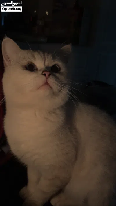 للبيع ذكر British Shorthair طالب تزاوج 3