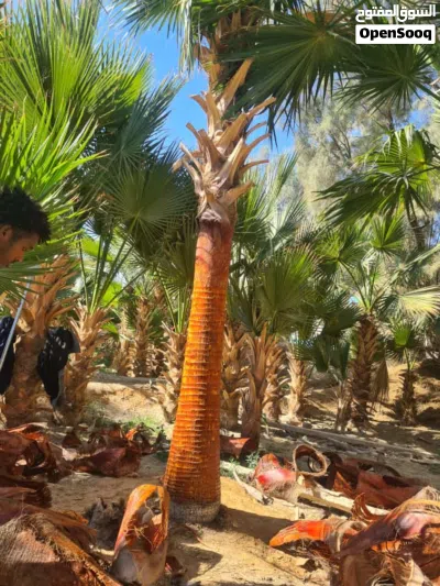 تنسيق حدائق 4