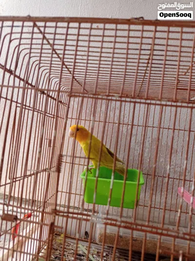 undefined 4