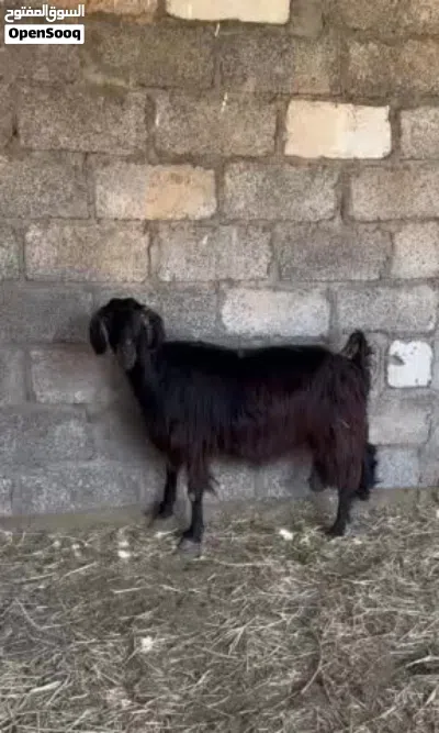 شاه جم حلال عارضيه 2