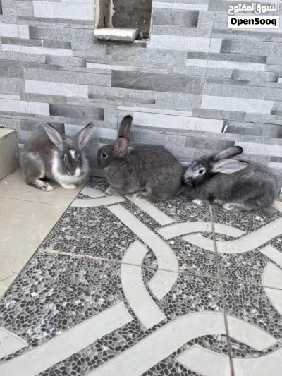 ارانب هولنديات 2