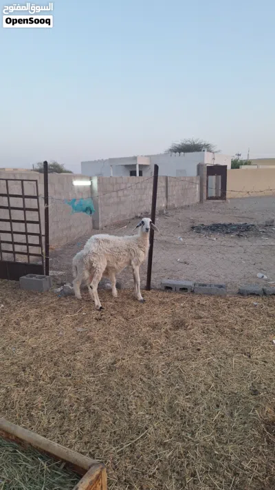 جاعده تحتها كبش للبيع 4