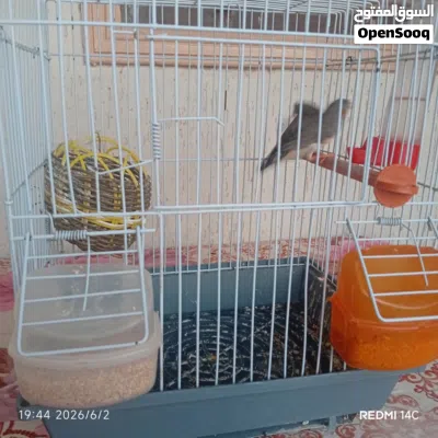 فرخ روز فيشر وجوز زيبرا 2